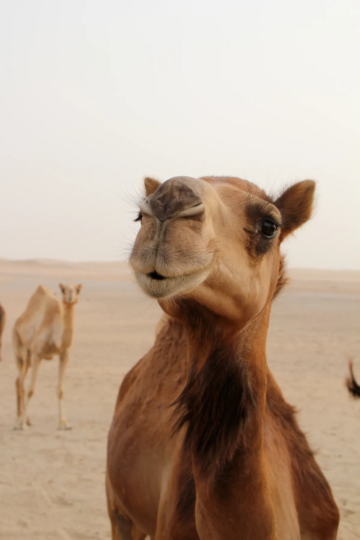  - سبا in دبي - photo 4