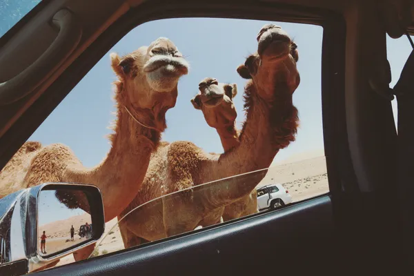  - مطاعم in العين - photo 10